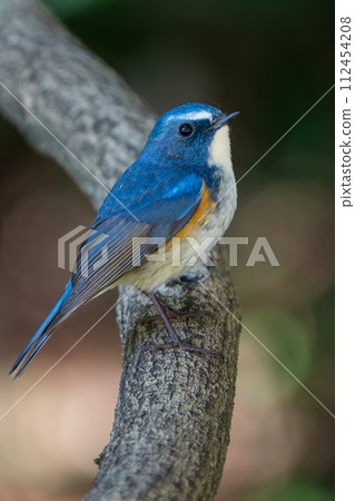 [野鳥] 雄性紅尾鶲棲息在樹枝上 112454208