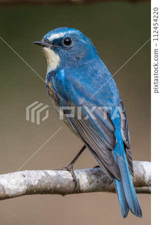 [Wild Bird] Male Redstart flycatcher perched on a branch 112454220