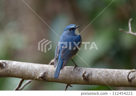 [野鳥] 雄性紅尾鶲棲息在樹枝上 112454221