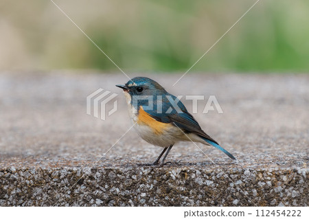 [野鳥] 雄性紅尾鶲棲息在樹枝上 112454222