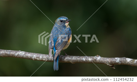 [Wild Bird] Male Redstart flycatcher perched on a branch 112454232