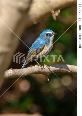 [Wild Bird] Male Redstart flycatcher perched on a branch 112454253