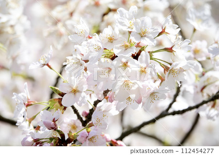 Cherry blossoms with a warm atmosphere 112454277