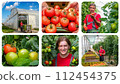 Sustainable Greenhouse Tomato Production - Photo Collage. Freshly Harvested Tomato in Farmer's Hands. Agricultural Production. Tomatoes Grown in a Greenhouse.  112454375