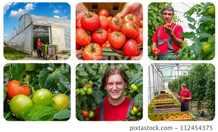 Sustainable Greenhouse Tomato Production - Photo Collage. Freshly Harvested Tomato in Farmer's Hands. Agricultural Production. Tomatoes Grown in a Greenhouse.  112454375