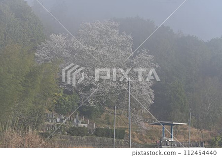 Tombkeeper's lone cherry tree Tombkeeper's lone cherry tree 112454440