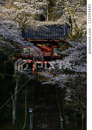 Joshoji Temple in bloom with cherry blossoms 112454443