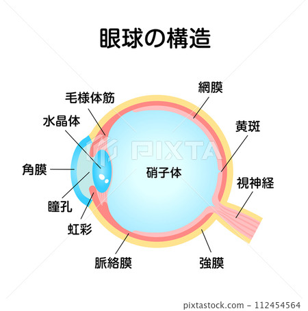 眼球向量圖的結構和名稱 112454564