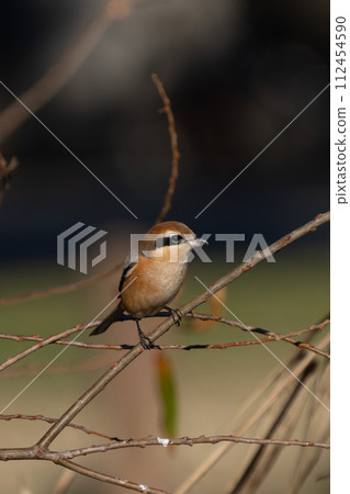 一隻雄性伯勞棲息在樹枝上 一隻雄性伯勞棲息在樹枝上 112454590