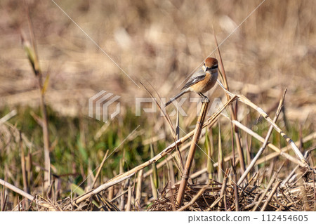 一隻雄性伯勞棲息在樹枝上 112454605