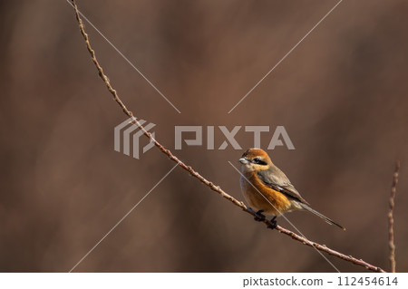 A male shrike perched on a tree branch A male shrike perched on a tree branch 112454614