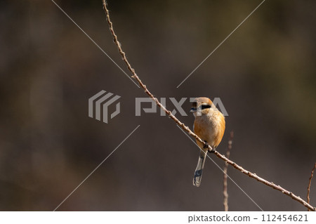 A male shrike perched on a tree branch 112454621