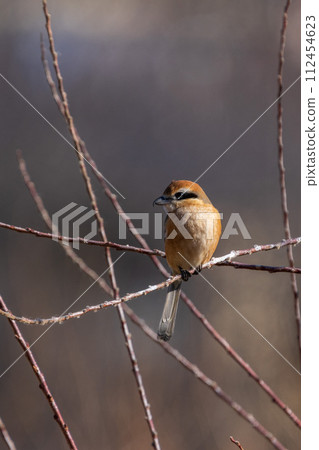 A male shrike perched on a tree branch 112454623
