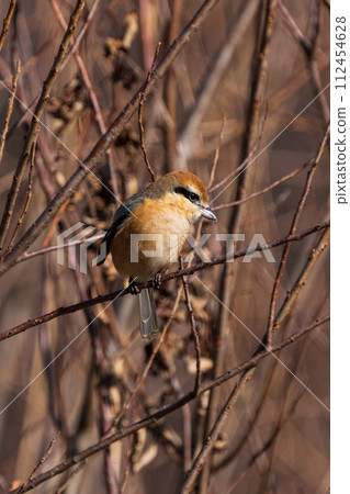 A male shrike perched on a tree branch 112454628