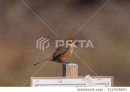 一隻雄性伯勞棲息在樹枝上 112454641