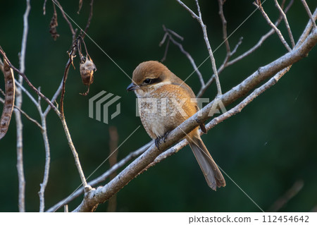 A male shrike perched on a tree branch 112454642