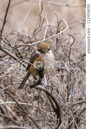 A male shrike perched on a tree branch 112454650