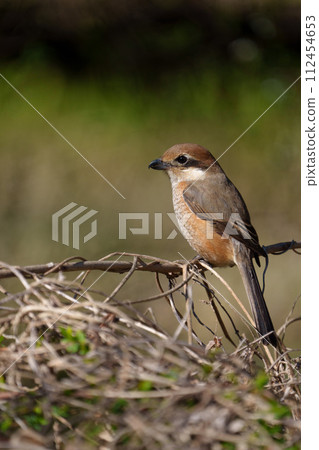 一隻雄性伯勞棲息在樹枝上 一隻雄性伯勞棲息在樹枝上 112454653