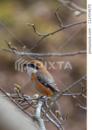一隻雄性伯勞棲息在樹枝上 112454670