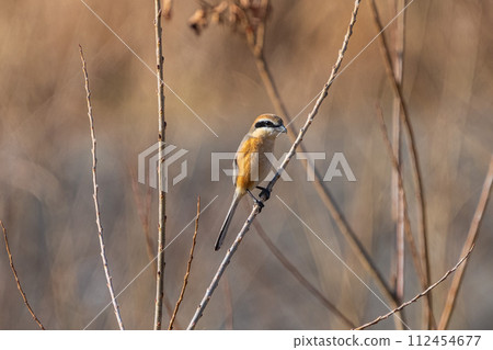 A male shrike perched on a tree branch A male shrike perched on a tree branch 112454677