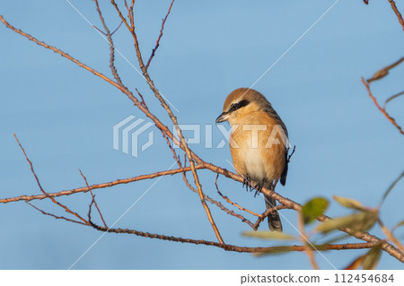 一隻雄性伯勞棲息在樹枝上 112454684