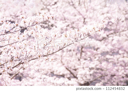 Cherry blossoms in full bloom Cherry blossoms in full bloom 112454832