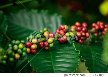 Coffee beans grow on tree 112454895
