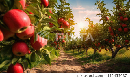 apples trees with ripe red fruits ready for harvest 112455087
