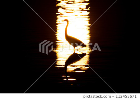 Silhouette of a great egret illuminated by the morning sun Silhouette of a great egret illuminated by the morning sun 112455671