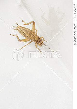 Albino European house cricket Albino European house cricket 112455714