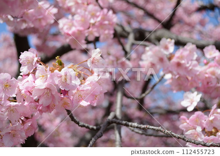 沉積河津櫻花盛開 112455723