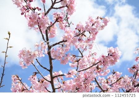 沉積河津櫻花盛開 112455725