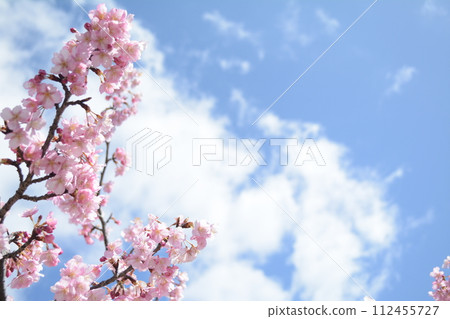 沉積河津櫻花盛開 112455727