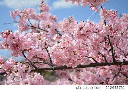 Kawazu cherry blossoms in Yodo in full bloom 112455731