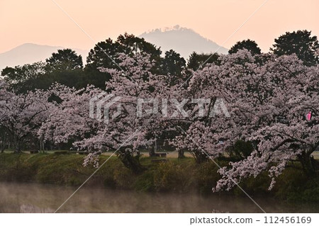 Sasayama castle ruins with cherry blossoms blooming Sasayama castle ruins with cherry blossoms blooming 112456169