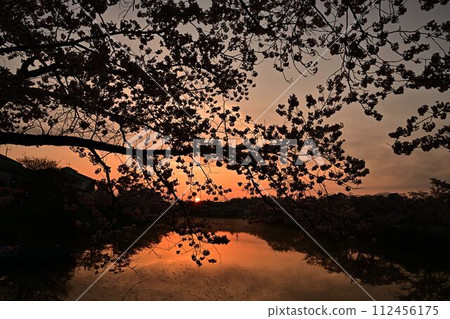 Sasayama castle ruins with cherry blossoms blooming 112456175