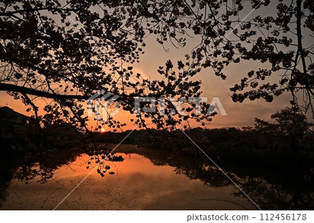 櫻花盛開的筱山城遺址 112456178