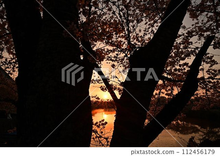 櫻花盛開的筱山城遺址 112456179