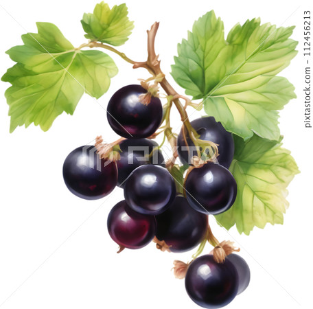 Watercolor painting of berries and leaves.  112456213