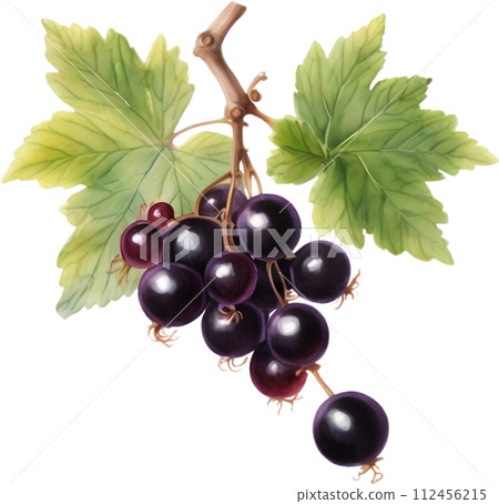 Watercolor painting of berries and leaves. Watercolor painting of berries and leaves. 112456215