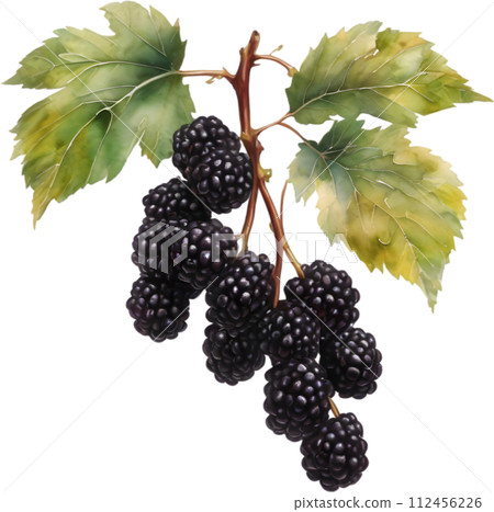 Watercolor painting of berries and leaves.  112456226