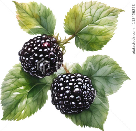 Watercolor painting of berries and leaves.  112456238