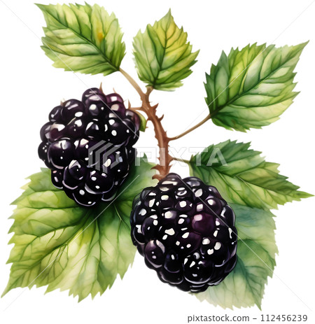 Watercolor painting of berries and leaves.  112456239