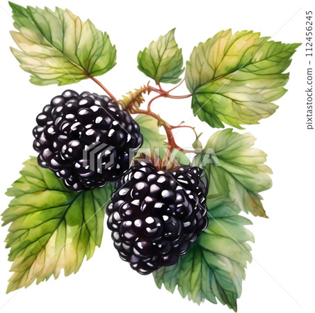 Watercolor painting of berries and leaves.  112456245