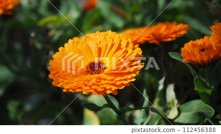 Calendula officinalis (Calendula officinalis) 112456388