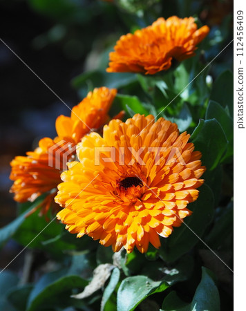 金盞花 (Calendula officinalis) 112456409