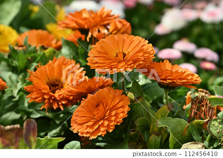 金盞花 (Calendula officinalis) 112456410