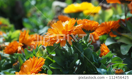 金盞花 (Calendula officinalis) 金盞花 (Calendula officinalis) 112456425