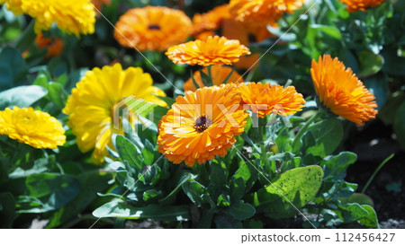 金盞花 (Calendula officinalis) 112456427