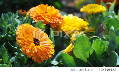 金盞花 (Calendula officinalis) 112456428